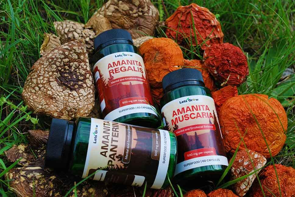 Купить мухоморы разных видов и форм пантерный мухомор сушеный, красный мухомор сухой, королевский мухомор сухой